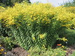 Short's Goldenrod